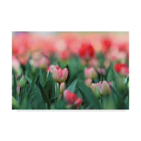 Incredi 'Pink Tulips' Canvas Art,12x19